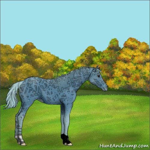 Horse Color:ERROR: UNKNOWN ANOMALY