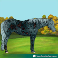 Horse Color:ERROR: UNKNOWN ANOMALY