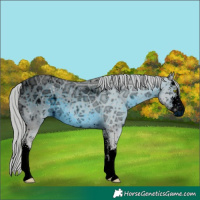 Horse Color:ERROR: UNKNOWN ANOMALY