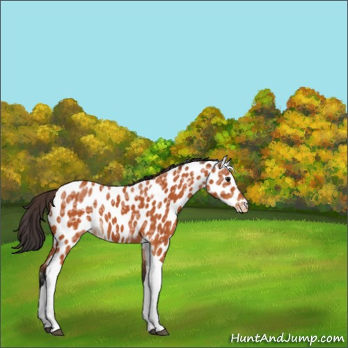 Horse Color:Bay Ice Sabino Tobiano Leopard