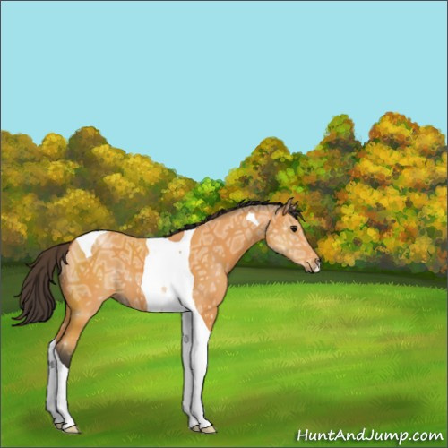Horse Color:Buckskin Ice Tobiano 