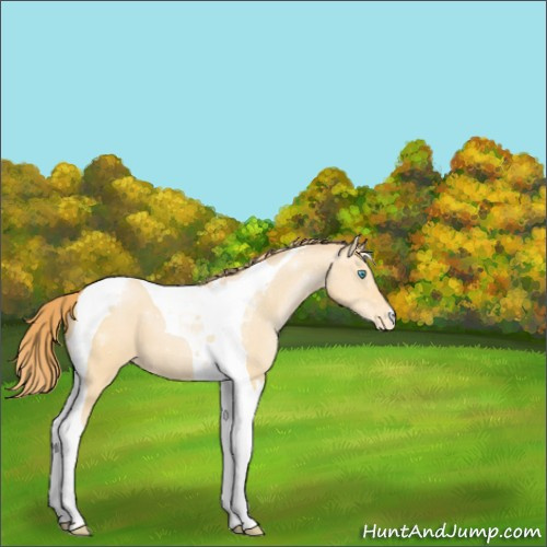 Horse Color:Buckskin Pearl Tobiano Appaloosa 
