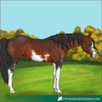 Horse Color:Brown Sabino 