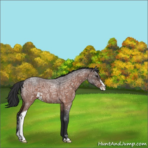 Horse Color:Bay Ice Roan Sabino