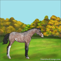 Horse Color:Bay Ice Roan Sabino 