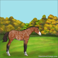 Horse Color:Buckskin Ice Sabino 