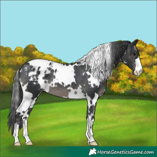Horse Color:White Spotted Black Appaloosa 