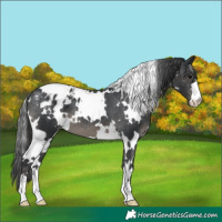 Horse Color:White Spotted Black Appaloosa 