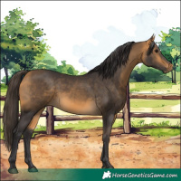 Horse Color:Buckskin 