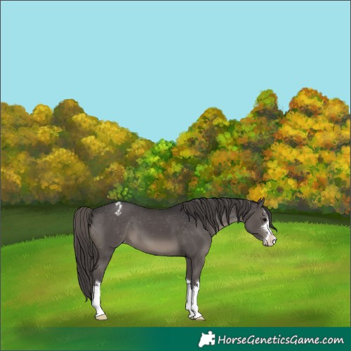 Horse Color:Smoky Black Appaloosa 