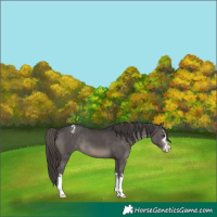 Horse Color:Smoky Black Varnish 