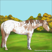 Horse Color:White Spotted Chestnut Ice Appaloosa