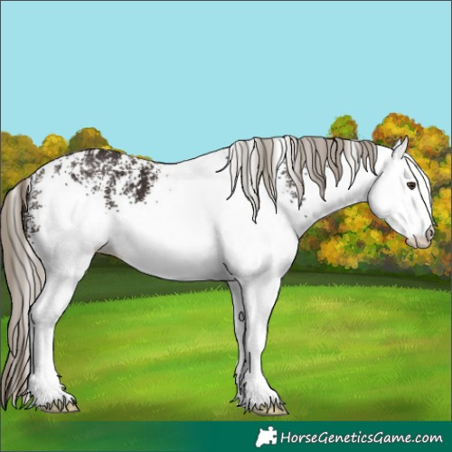 Horse Color:White Spotted Liver Chestnut 