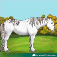 Horse Color:White Spotted Liver Chestnut