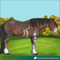 Horse Color:Liver Chestnut Sabino