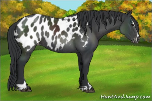 Horse Color:Black Sabino Appaloosa Rabicano 