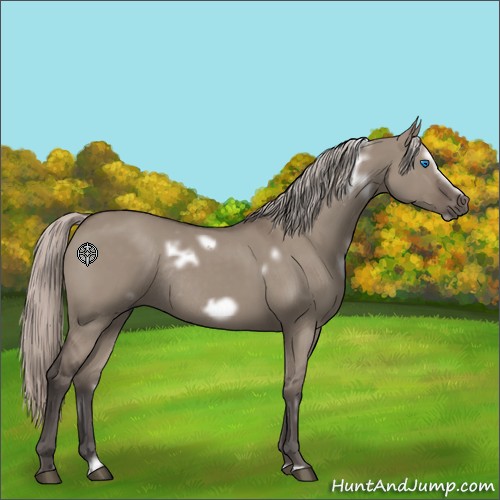 Horse Color:White Spotted Silver Grullo Frame Rabicano 