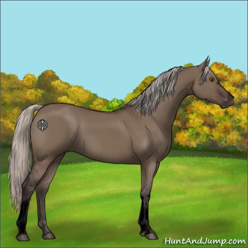 Horse Color:Void White Spotted Silver Grullo Sabino Rabicano 