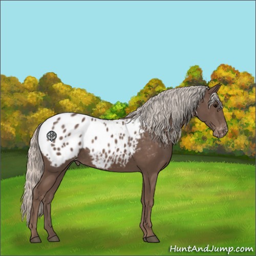 Horse Color:Silver Black Appaloosa Rabicano 