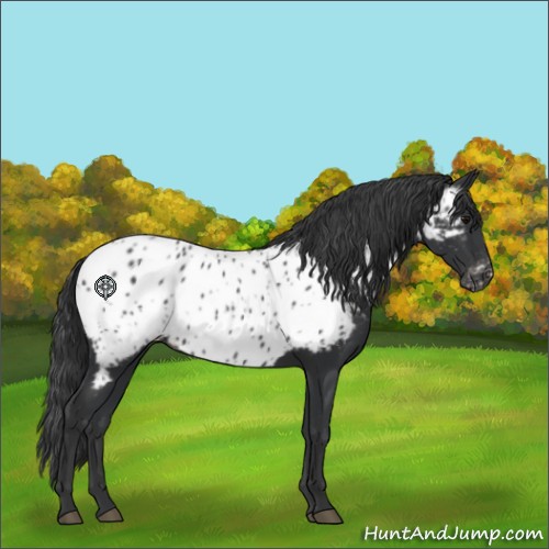Horse Color:Black Appaloosa 