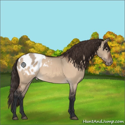 Horse Color:Bay Dun Appaloosa 
