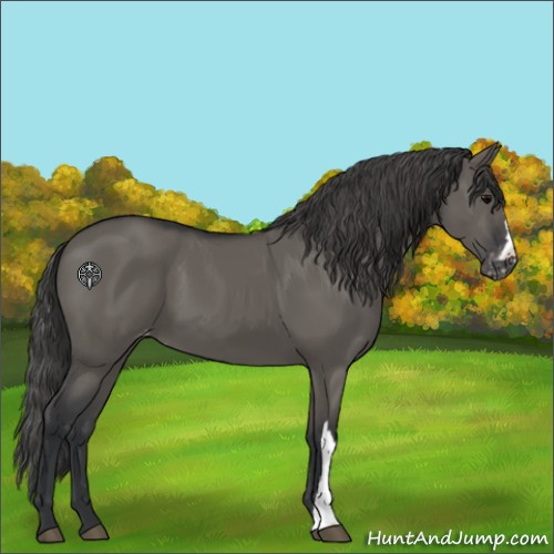 Horse Color:Grullo Appaloosa 