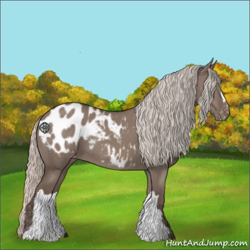 Horse Color:Silver Grullo Appaloosa 