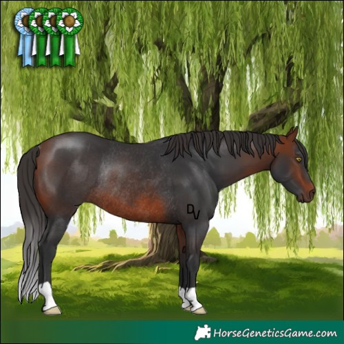 Horse Color:Bay Rabicano 