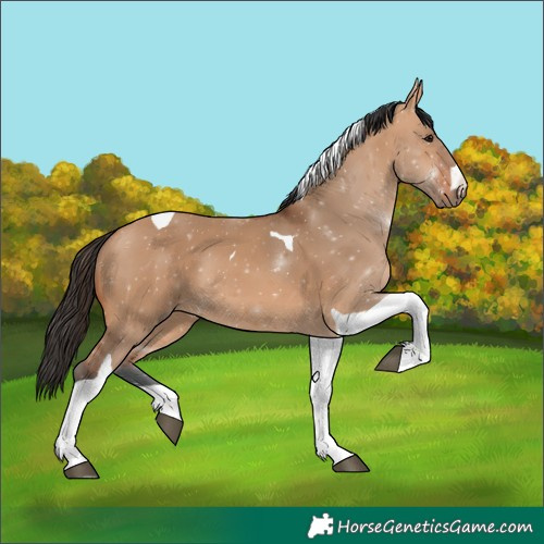Horse Color:Bay Dun Tobiano 