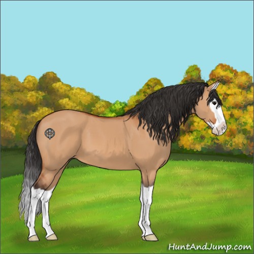 Horse Color:Bay Dun Splash 