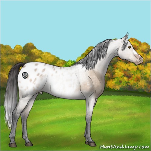 Horse Color:Brown Roan Dun Appaloosa 