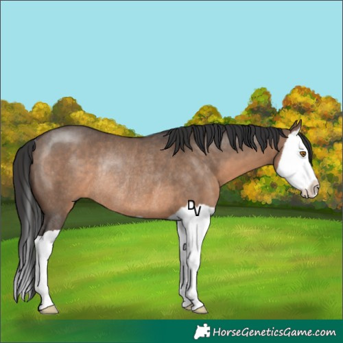 Horse Color:Brown Dun Splash Rabicano 