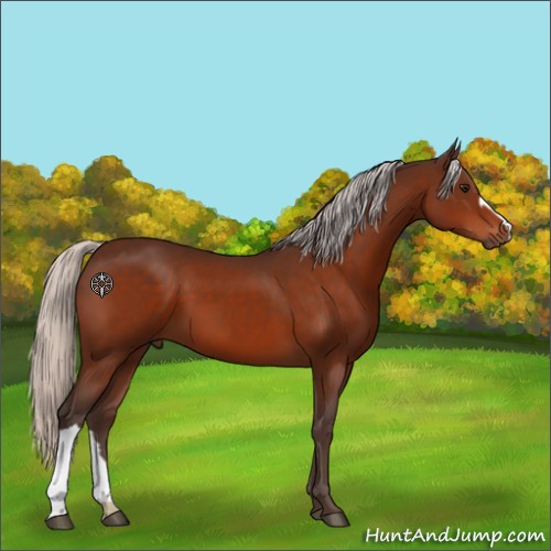 Horse Color:Silver Bay 