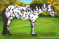Horse Color:Liver Chestnut Near Leopard 