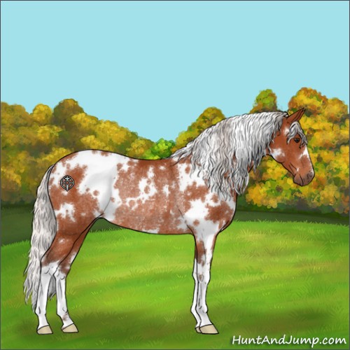 Horse Color:White Spotted Silver Bay Rabicano 