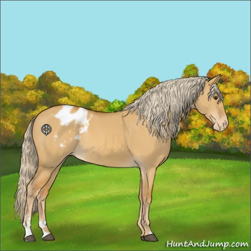 Horse Color:Palomino Dun Sabino Appaloosa Rabicano 