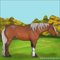 Horse Color:Silver Bay Roan 