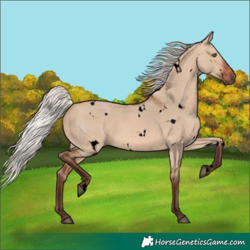 Horse Color:Void White Spotted Silver Brown Dun Rabicano 