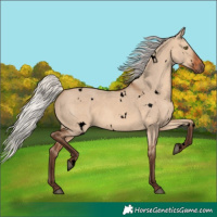Horse Color:Void White Spotted Silver Brown Dun Rabicano 