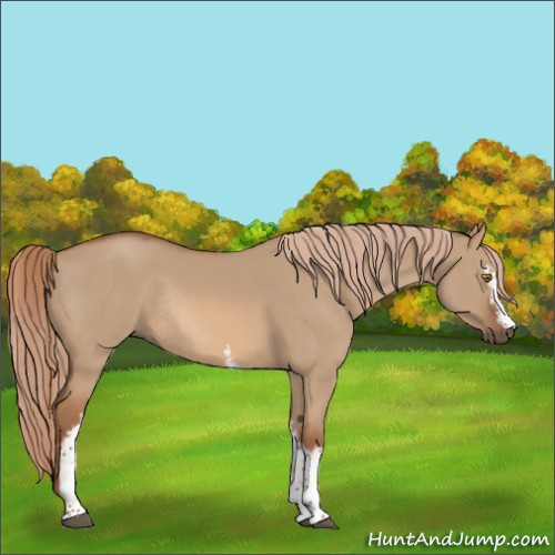 Horse Color:White Spotted Red Dun Rabicano 