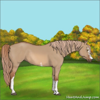 Horse Color:White Spotted Red Dun Rabicano 