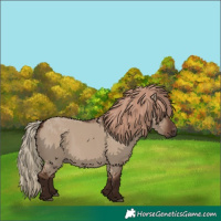 Horse Color:Void White Spotted Liver Red Dun Rabicano 