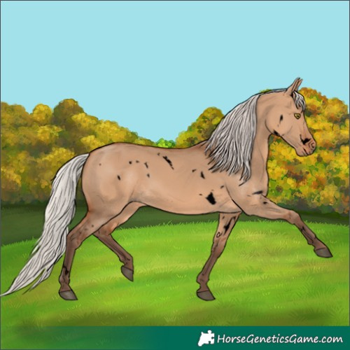 Horse Color:Void White Spotted Silver Bay Dun Rabicano 