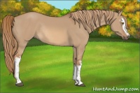 Horse Color:White Spotted Red Dun Rabicano 