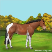 Horse Color:Bay Tobiano Rabicano 