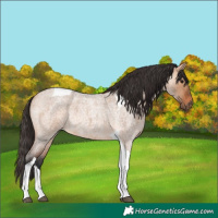 Horse Color:Bay Roan Dun Tobiano Rabicano 