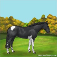 Horse Color:Black Tobiano 