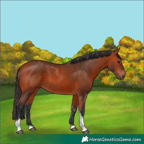 Horse Color:Bay Tobiano 