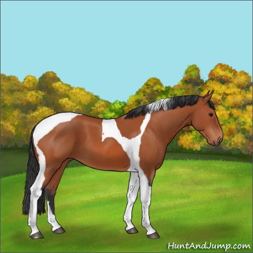 Horse Color:Bay Tobiano 