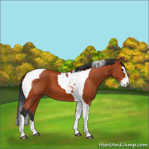Horse Color:Bay Splash Tobiano 